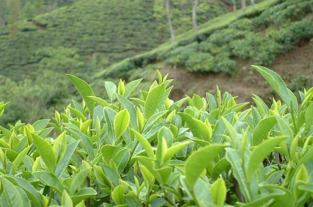 ダージリンの茶畑