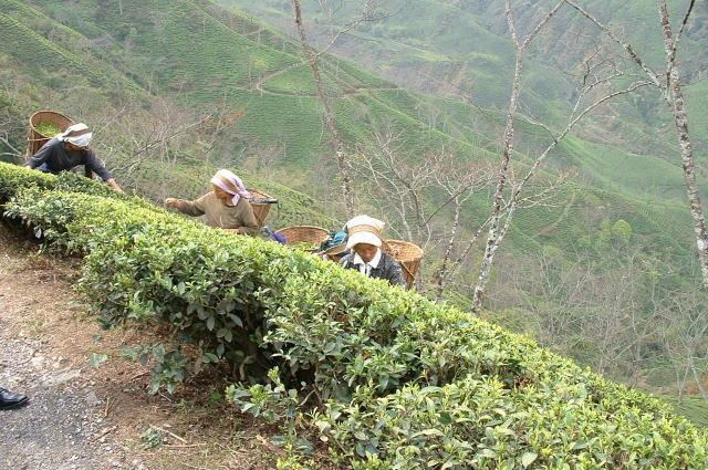 ダージリンの茶畑