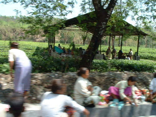 紅茶専門店ティークラブ