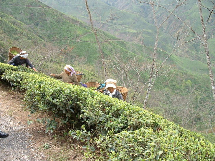 美味しい紅茶が飲める理由
