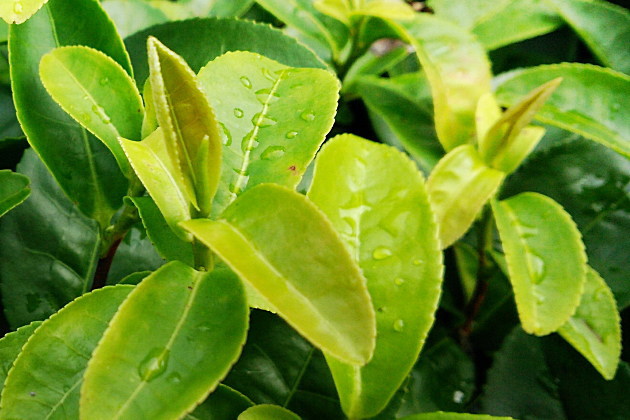 お茶の新芽と若葉