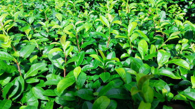 リアルオータム