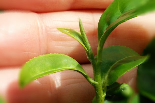 茶の木の新芽