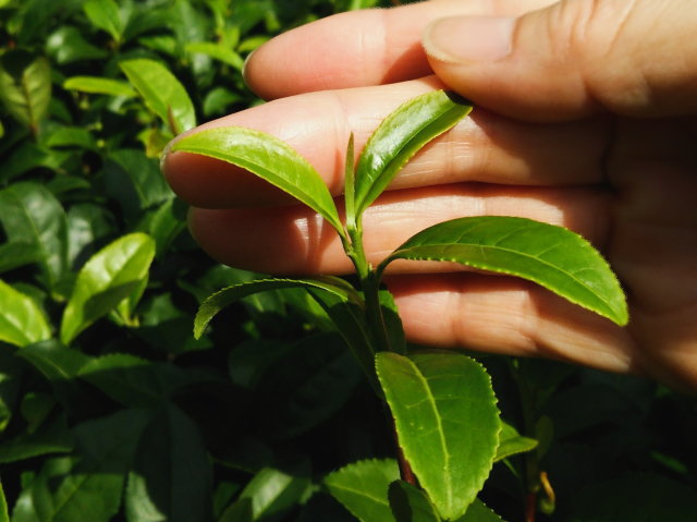 茶の木の新芽