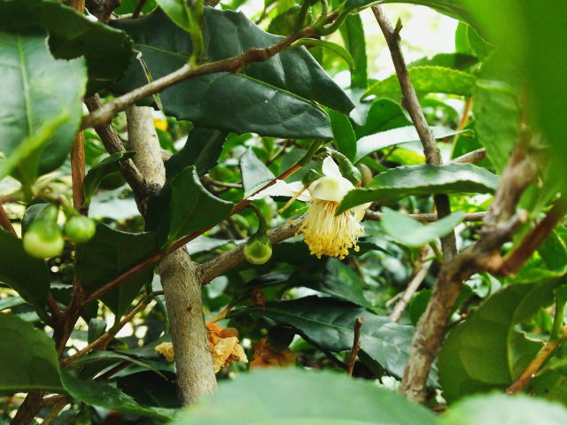 お茶の花