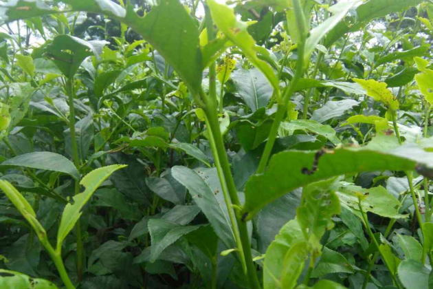 インドダージリン