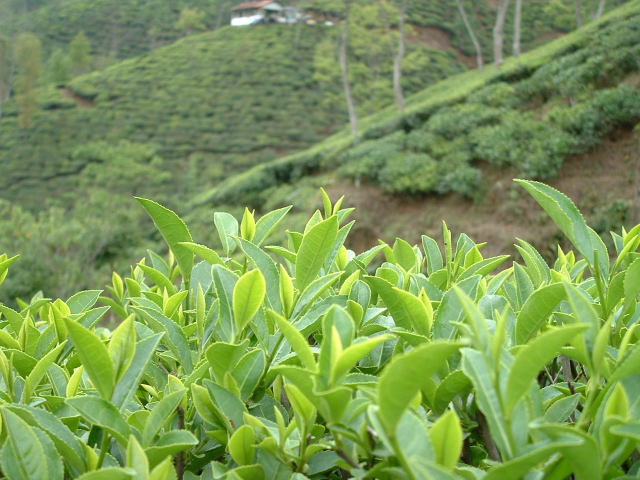 ダージリンの茶園