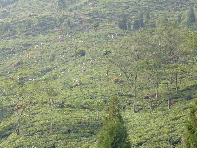 ダージリンの茶園