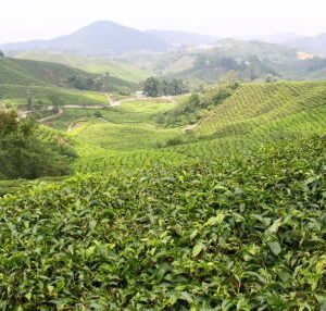 紅茶の種類その２：産地茶とブレンドティー