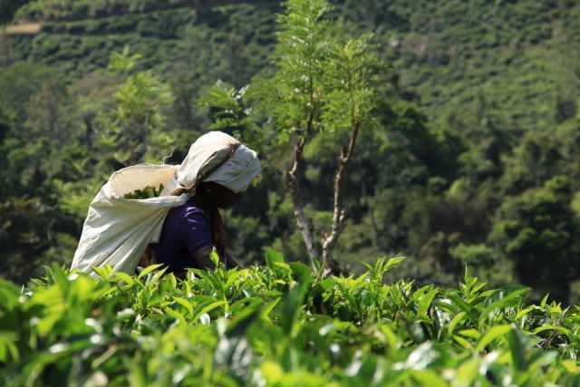 紅茶の種類その２：産地茶とブレンドティー